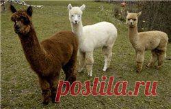 Азбука валяния. Термины фелтинга, валяния / Статьи