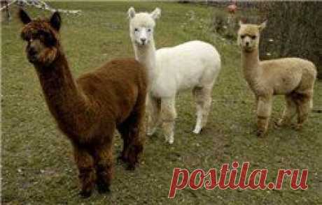 Азбука валяния. Термины фелтинга, валяния / Статьи