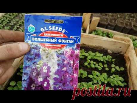 ДЕЛЬФИНИУМ выращивание дельфиниума.ВАЖНО  посадка и уход.посадка дельфиниум