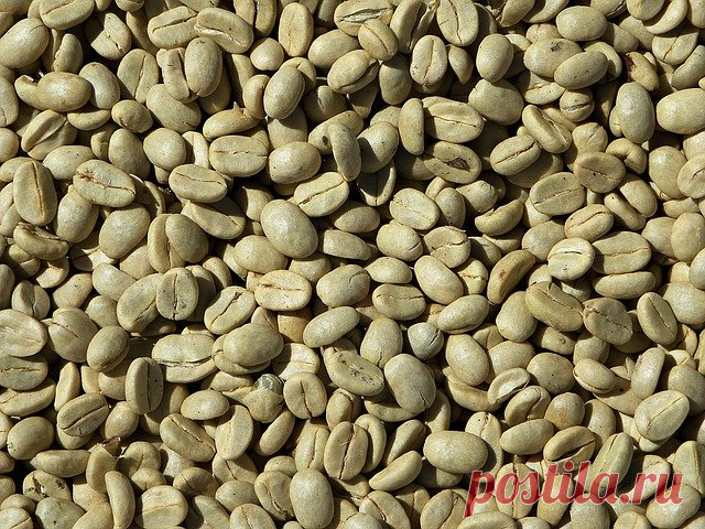 Правда и ложь о зеленом кофе | Журнал 