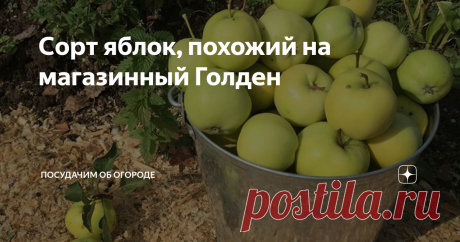 Сорт яблок, похожий на магазинный Голден Несколько лет подряд покупаю в магазине желто-зеленые яблоки под названием Голден. А оказалось, аналогичный сорт растет у моей мамы. В этом году собрали пусть не великий урожай, но пару ящиков нарвали. Вкус непередаваемый, даже лучше, чем у магазинных.
История посадки
Дерево компактное невысокое (фото автора)
Пять лет назад мама купила на базаре яблоню, название сорта как обычно забыла. Она
