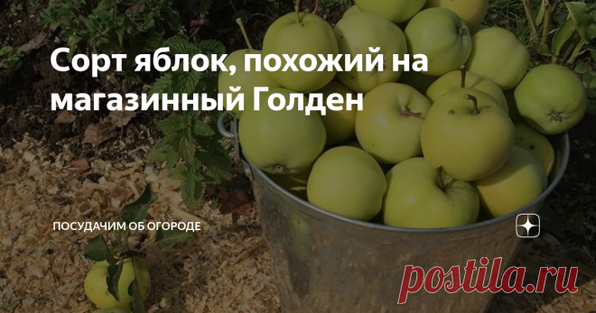Сорт яблок, похожий на магазинный Голден Несколько лет подряд покупаю в магазине желто-зеленые яблоки под названием Голден. А оказалось, аналогичный сорт растет у моей мамы. В этом году собрали пусть не великий урожай, но пару ящиков нарвали. Вкус непередаваемый, даже лучше, чем у магазинных.
История посадки
Дерево компактное невысокое (фото автора)
Пять лет назад мама купила на базаре яблоню, название сорта как обычно забыла. Она