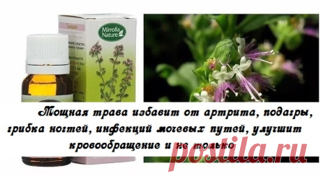 Это удивительное растение