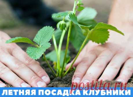 (49) Одноклассники