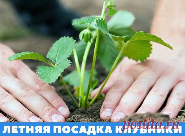 (49) Одноклассники