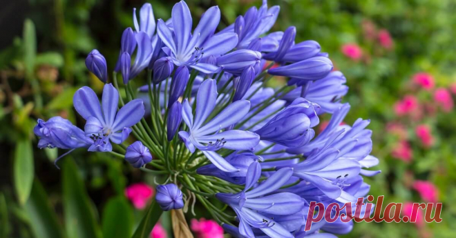 42 растения с синими цветками Подборка самых привлекательных растений для эффектного цветника в сине-голубых тонах.