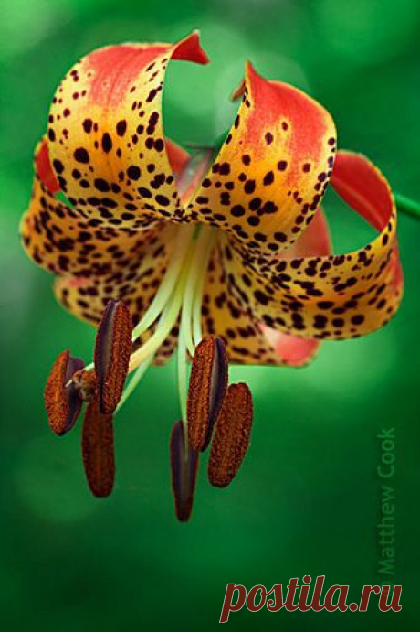 michigan lily
