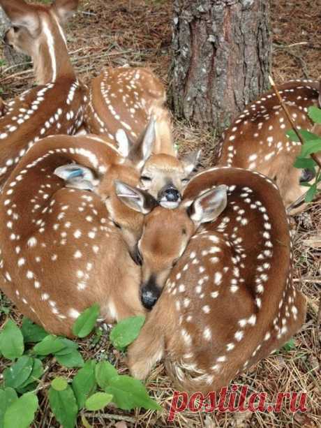 Sleeping Fawns | Animals