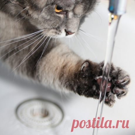 Вода из-за котов совсем оробела и даже боится нос высунуть из крана (+ 10 смешных фото)  😂
Кот - это не только домашний любимец, но еще и друг, товарищ и член семьи, который, к сожалению, часто портит жизнь хозяевам.
Не все животные ведут себя адекватно.
Некоторые могут быть просто ужасными хулиганами, которые портят вещи, мебель, обои, а иногда и жизнь хозяев.
Этот кот - не исключение.
Он любит выпить воды из-под крана, поэтому она всегда оробевшая, пугливая и вообще не хочет выходить из водо…