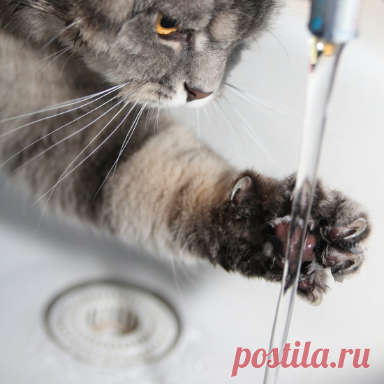 Вода из-за котов совсем оробела и даже боится нос высунуть из крана (+ 10 смешных фото)  😂
Кот - это не только домашний любимец, но еще и друг, товарищ и член семьи, который, к сожалению, часто портит жизнь хозяевам.
Не все животные ведут себя адекватно.
Некоторые могут быть просто ужасными хулиганами, которые портят вещи, мебель, обои, а иногда и жизнь хозяев.
Этот кот - не исключение.
Он любит выпить воды из-под крана, поэтому она всегда оробевшая, пугливая и вообще не хочет выходить из водо…