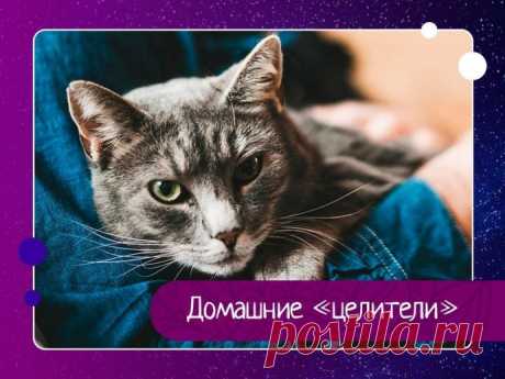 Домашние ЦЕЛИТЕЛИ-КОШКИ..Кошки способны находить и ЛЕЧИТЬ больные места своего хозяина. Они ложатся на это место, мурлыкают, согревают его своим теплом – и боль отступает. В...