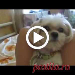 -Боня, твою котлету съели! - Реакцию пёсика надо видеть!