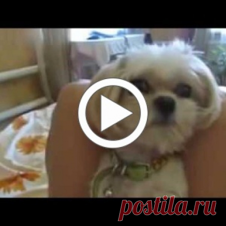 -Боня, твою котлету съели! - Реакцию пёсика надо видеть!