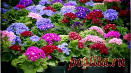 Рассада цветов в феврале и начале марта » что сажать… Многие дачницы выращивают цветочную рассаду в квартирах и домах, предпочитая не покупать ее на рынке и в цветочном магазине. Это удобно, приятно и выгодно. Рассадой выращиваются многие цветочные культуры – […]