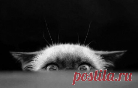 (2) Pinterest