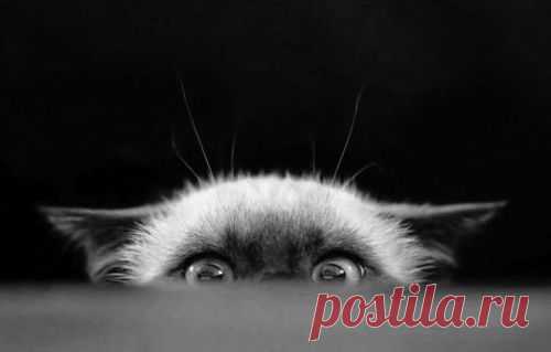 (2) Pinterest