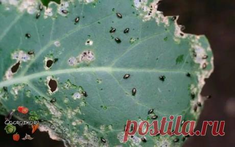 УНИКАЛЬНЫЙ РЕЦЕПТ, КОТОРЫЙ ПОМОЖЕТ ИЗБАВИТЬСЯ ОТ БЛОШЕК НА КАПУСТЕ! 
Обязательно сохраните к себе на стену, чтобы не потерять! 

Все лето можно бороться с вредителями капусты, особенно блохой. Чем только не «отгоняли» ее: полынью, луком, чесноком, золой, табаком. Все напрасно. Ничем не могли спасти капусту, и вырастала она к осени так себе, ущербная какая-то. 

Стали мы средства разные искать, как другие спасают капусту. Однажды прочитали, как одна женщина сохраняет свою к...