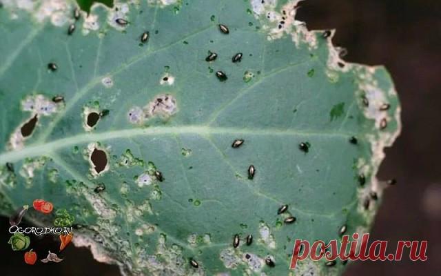 УНИКАЛЬНЫЙ РЕЦЕПТ, КОТОРЫЙ ПОМОЖЕТ ИЗБАВИТЬСЯ ОТ БЛОШЕК НА КАПУСТЕ! 
Обязательно сохраните к себе на стену, чтобы не потерять! 

Все лето можно бороться с вредителями капусты, особенно блохой. Чем только не «отгоняли» ее: полынью, луком, чесноком, золой, табаком. Все напрасно. Ничем не могли спасти капусту, и вырастала она к осени так себе, ущербная какая-то. 

Стали мы средства разные искать, как другие спасают капусту. Однажды прочитали, как одна женщина сохраняет свою к...