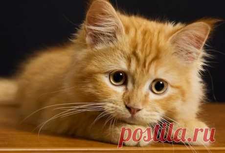 картинки кошек и котят: 22 тыс изображений найдено в Яндекс.Картинках