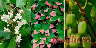 Актинидия - Сад и огород