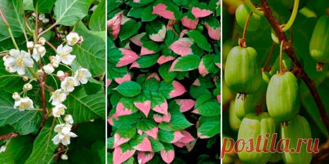 Актинидия - Сад и огород