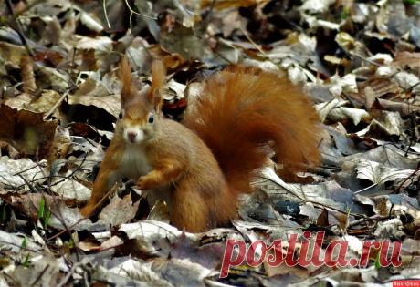 Фото: Встреча в парке. Фотограф Vladimir Manker. Фото животных. Фотосайт Расфокус.ру