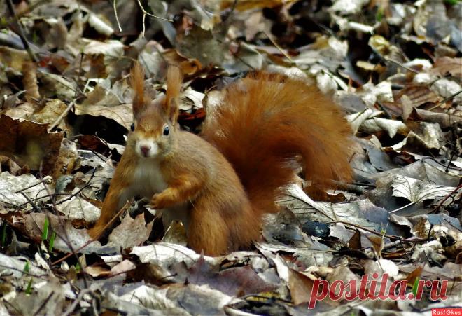 Фото: Встреча в парке. Фотограф Vladimir Manker. Фото животных. Фотосайт Расфокус.ру