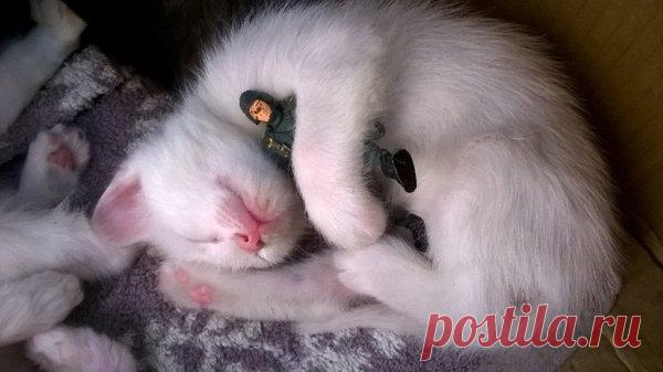 Наши коты - #1 | Кошка Чернуха и кот Беляшик | Яндекс Дзен