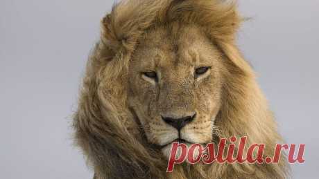 Lions in Africa: Endangered king