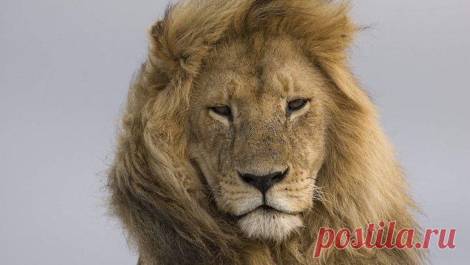 Lions in Africa: Endangered king