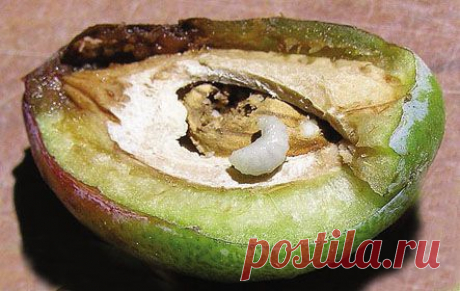 С толстоножкой шутки плохи | Земля Моя Кормилица