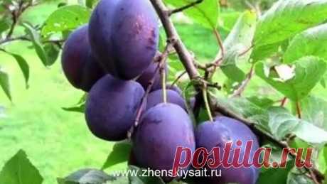 Удобряем СЛИВУ правильно