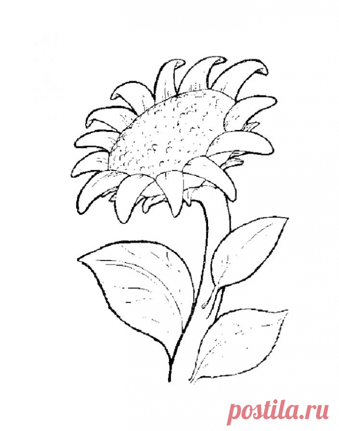 Раскраска подсолнух для детей распечатать бесплатно