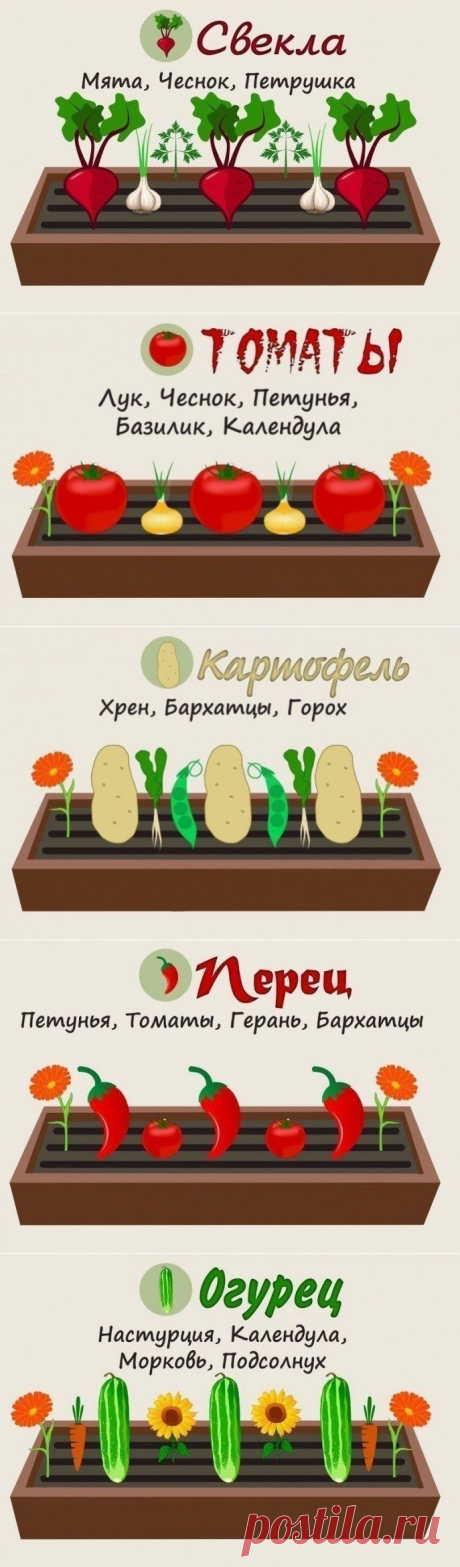 Совместимость растений на грядке