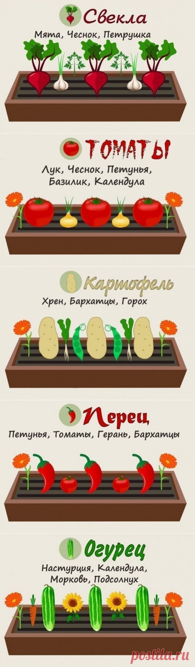 Совместимость растений на грядке