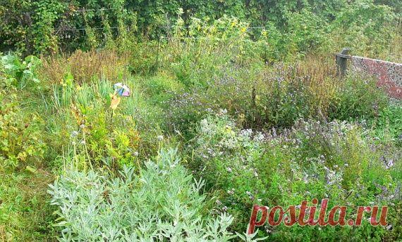 Лекарственный огород от "чайника": первые результаты