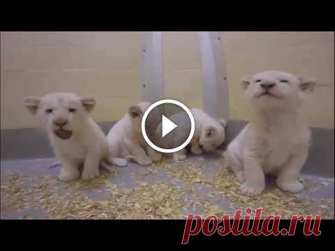 Toronto Zoo White Lion Cubs at 8 Weeks Old!