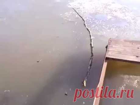 Ледоход Иван спасает собаку из проруби
Уважение!