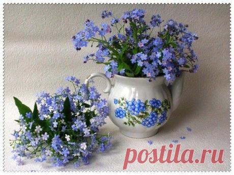 полевые цветы