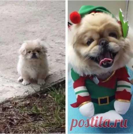 25 фотографий, доказывающих, что собаки очаровательны в любом возрасте