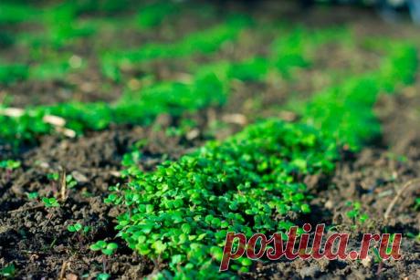 Избавление огорода и дачи от сорняков навсегда