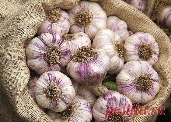 УХАЖИВАЕМ ЗА ЧЕСНОКОМ

Сохраните, чтобы не потерять!

Как только листья чеснока появятся из земли, посадки подкармливают азотным удобрением. Для этого в 10 л воды растворяют 1 ст. ложку мочевины, 10 л - на 1 м2.

Когда листья чеснока достигнут высоты 10-15 см, отгребают землю от луковицы, обсыпают золой и возвращают землю на место. Эту операцию повторяют при появлении стрелок.

Удаляя стрелки чеснока, оставьте несколько штук. По ним можно легко определить оптимальный срок ...