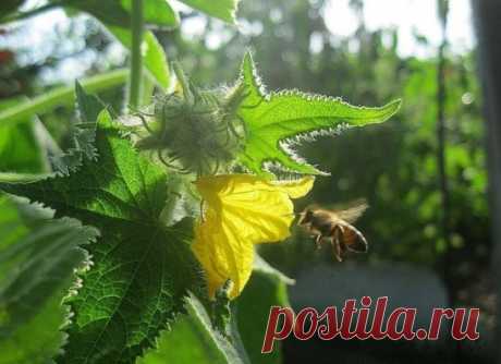 БОР ПОМОЖЕТ В УВЕЛИЧЕНИИ ЗАВЯЗЕЙ
Совсем скоро начнется самая горячая пора у садоводов. Поэтому речь пойдет о саде и даче. 
Хотим поделиться с вами одним маленьким секретиком повышения урожайности.
Когда растения начнут набирать цвет, надо успеть пока цветет прямо по цветам обрызгать всё: цветы, яблони, вишню, помидоры, огурцы и другие растения, слабым раствором бора (его можно купить в аптеке) 2-3 грамма на 10 литров воды. Этого хватит, чтобы буквально улить весь сад. 
Действует очень эффект