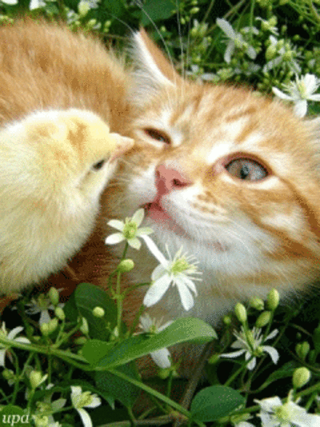 Мой Мир@Mail.Ru