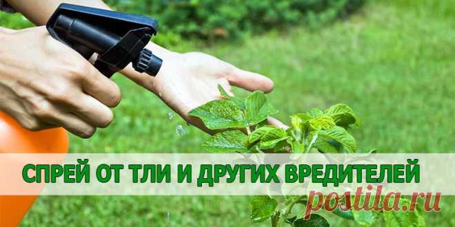 СПРЕЙ ОТ ТЛИ И ДРУГИХ ВРЕДИТЕЛЕЙ Сохраните, чтобы не потерять | Полезные советы