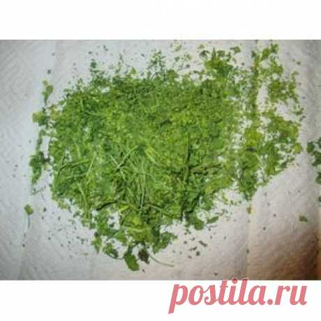 ЗЕЛЕНЬ ИЗ МИКРОВОЛНОВКИ НА ЗИМУ