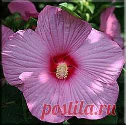 Гибискус (Hibiscus). Описание, виды и уход за гибискусом | Флористика на "Добро ЕСТЬ!"