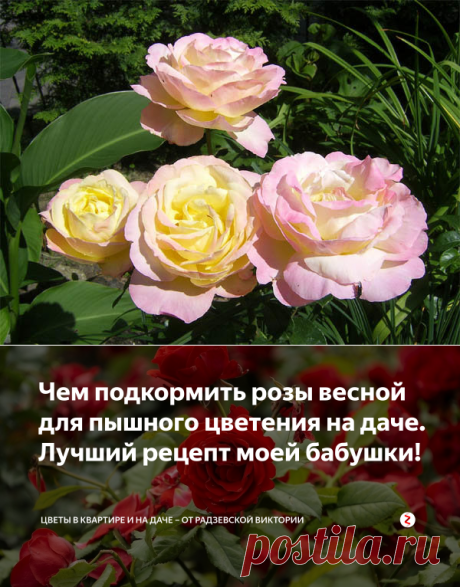 Чем подкормить розы весной для пышного цветения на даче. Лучший рецепт моей бабушки! | Цветы в квартире и на даче – от Радзевской Виктории | Яндекс Дзен