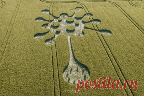 В Великобритании на поле появилось «коронавирусное» сообщение от пришельцев - Закон и Порядок - медиаплатформа МирТесен