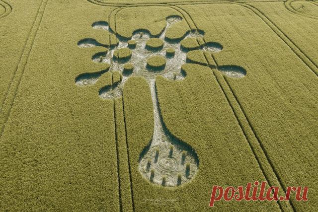 В Великобритании на поле появилось «коронавирусное» сообщение от пришельцев - Закон и Порядок - медиаплатформа МирТесен